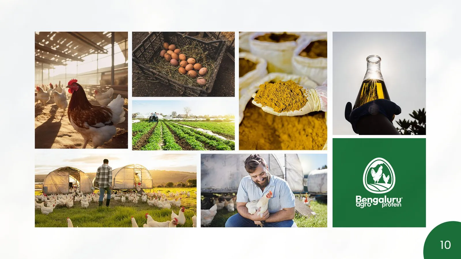 Bengaluru Agro Proteins brand book: mood board